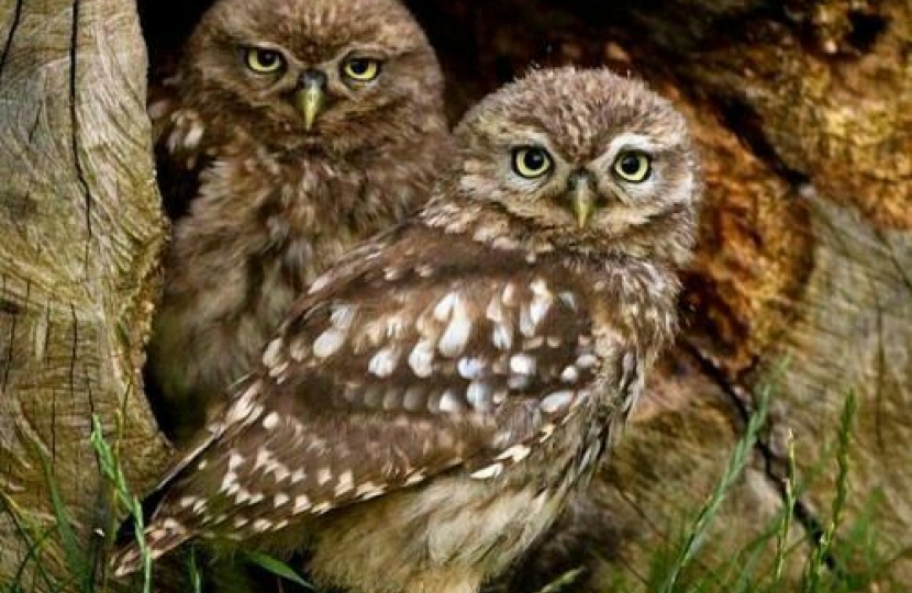 Owls