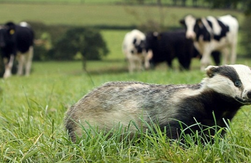 Badger and Cows